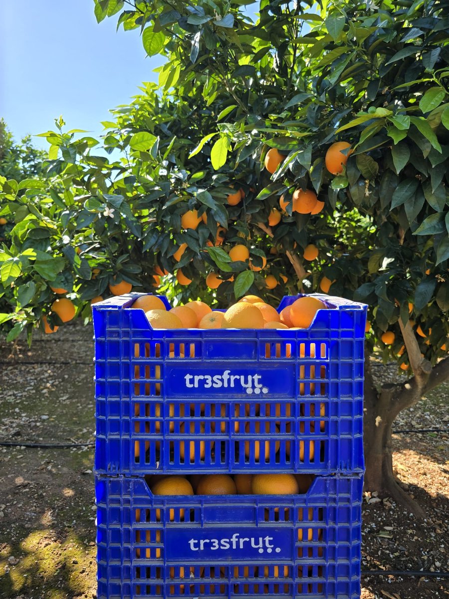 Recolección campo Tresfrut